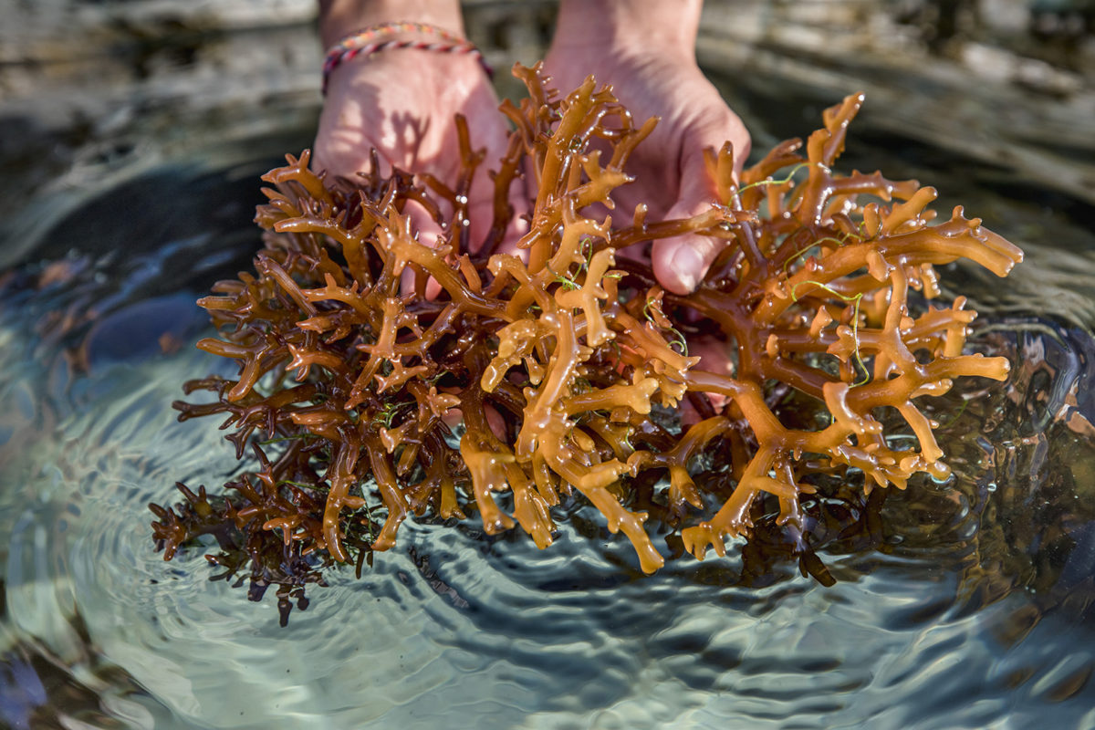 Морские водоросли ламинария. Бурые водоросли ламинария. Морская капуста это водоросли. Уми Будо водоросли.