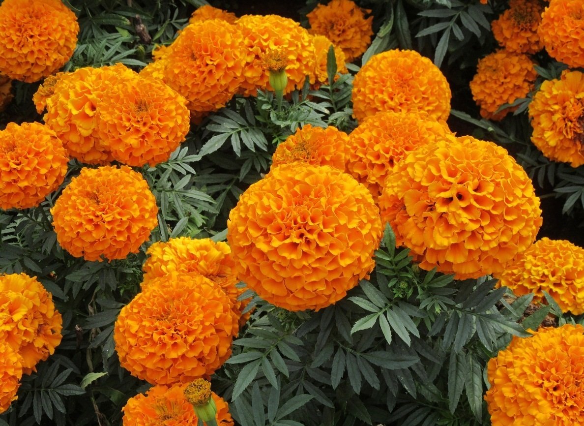 Оранжевые многолетние цветы