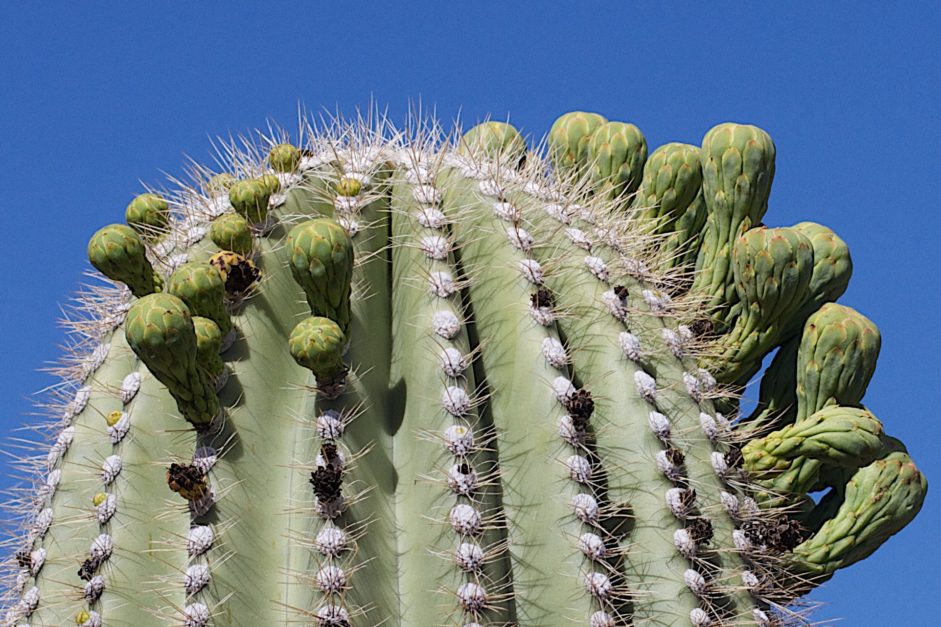 Cactus. Кариофил Кактус. Цветущие кактусы Сан Педро. Сан Педро растение. Кактус Корнелия.