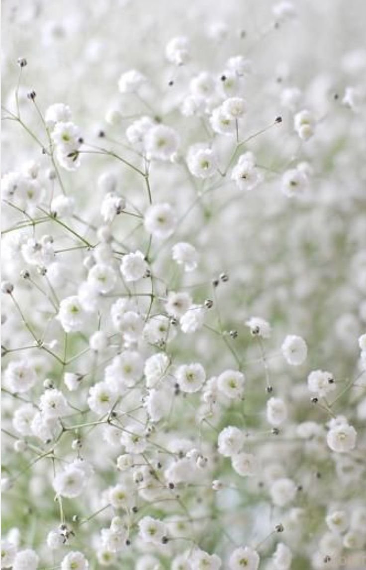 Цветок с маленькими белыми цветочками