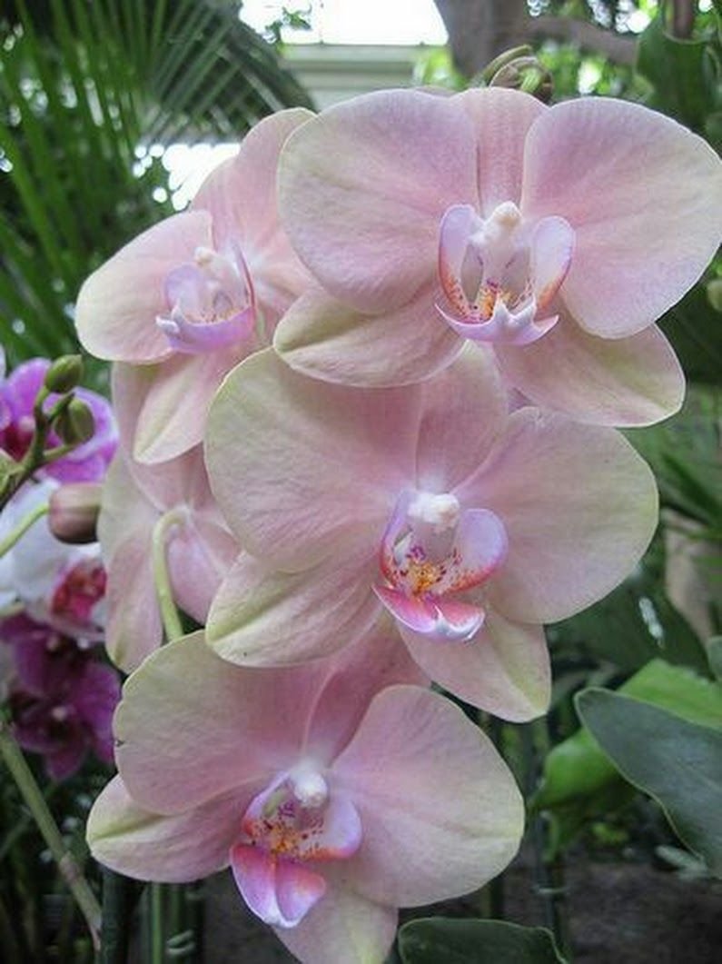 Шанелла орхидея