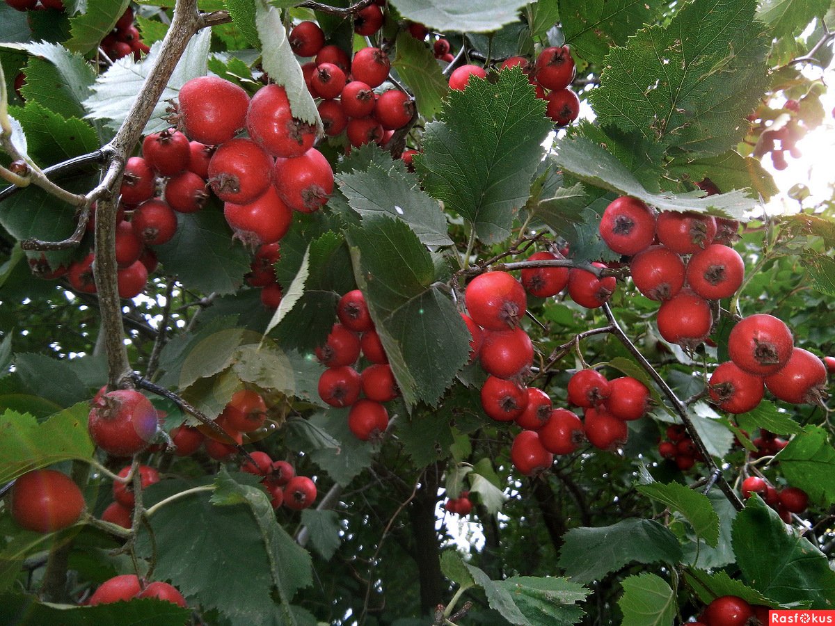 Боярышник арнольда описание. Боярышник Арнольда Crataegus arnoldiana. Боярышник крупноплодный куст. Боярышник мягковатый - Crataegus submollis. Боярышник крупноплодный мягковатый.