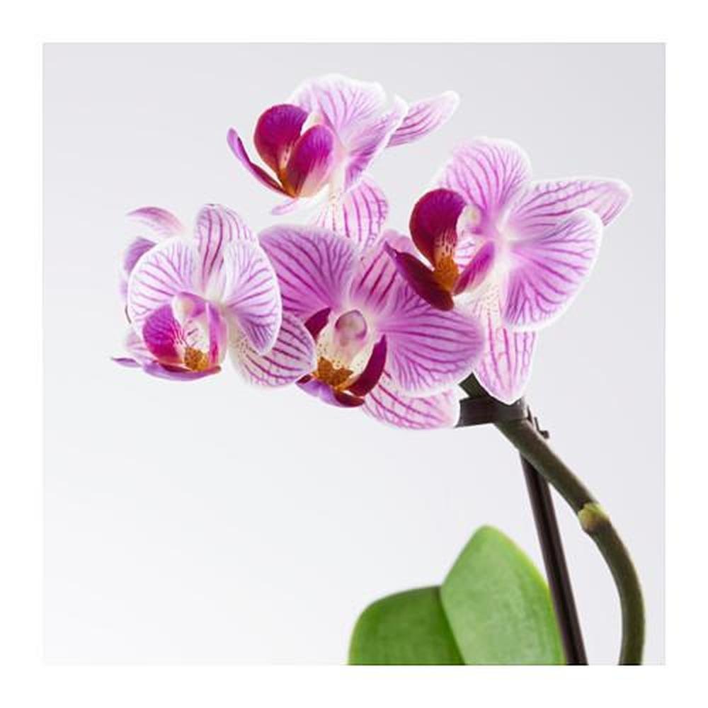 Виды орхидей