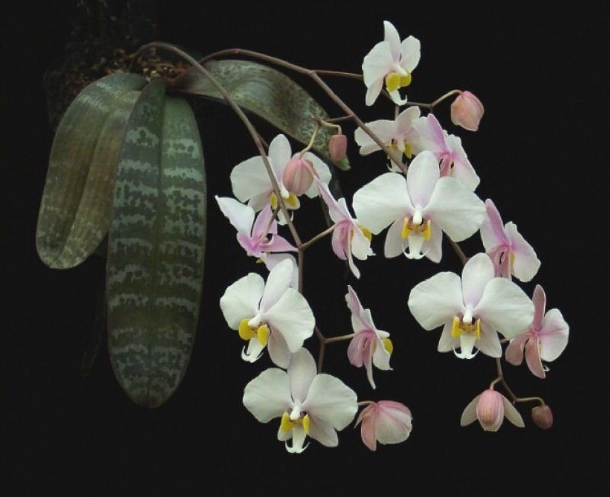 Вариегатная орхидея