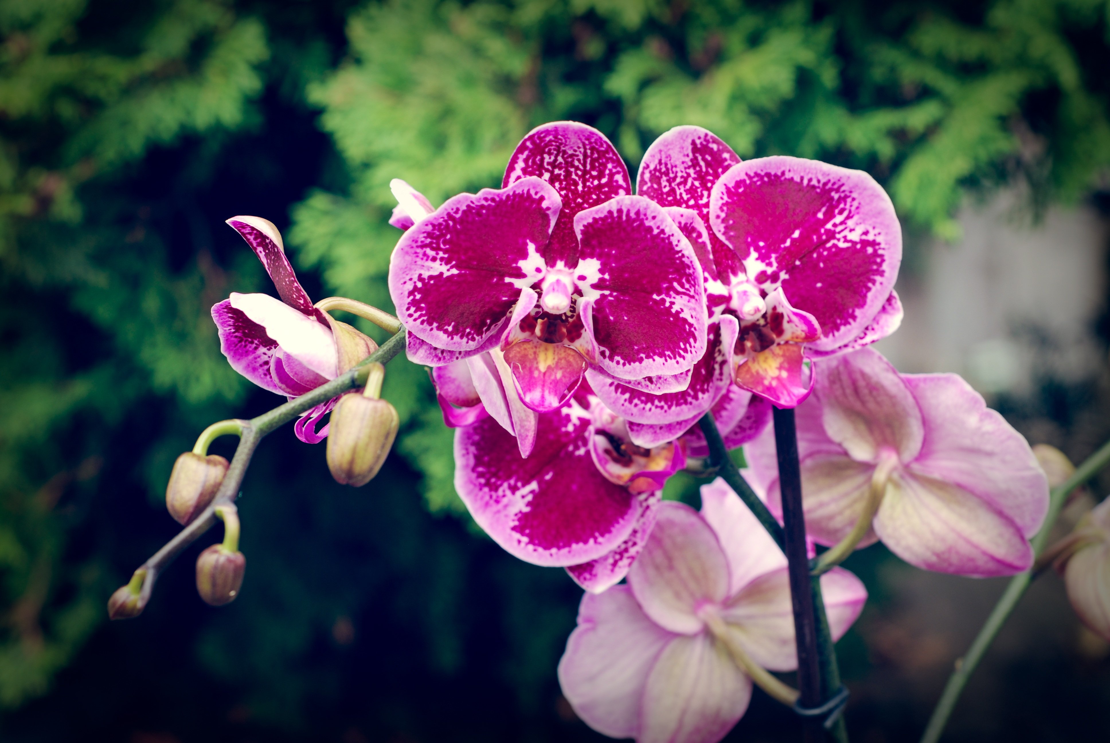 Flowers orchids. Фаленопсис оранж блоссом. Фаленопсис Орлеан. Фаленопсис Монте Карло. Фаленопсис джакаранда.
