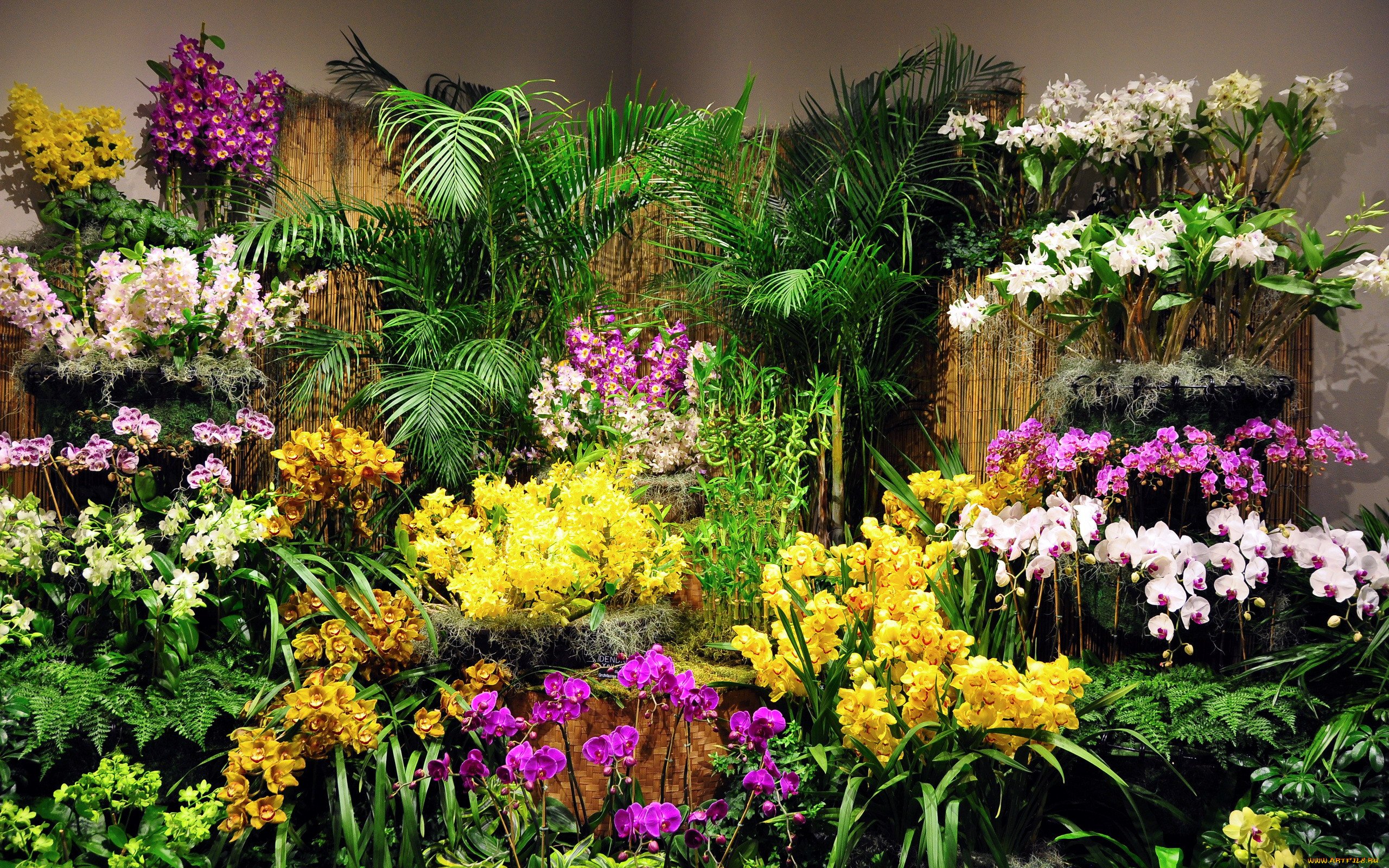 Цветочный магазин экзотические цветы. JMP Flowers орхидеи оранжерея. Оранжерея с лилиями. Красивые комнатные растения. Цветы в оранжерее.