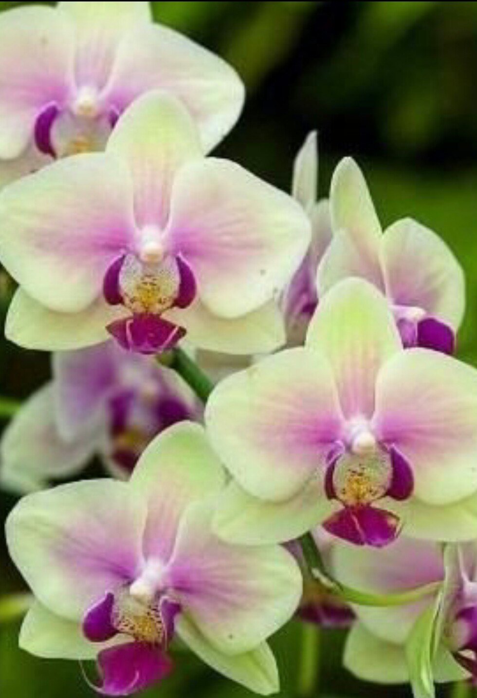 Орхидеи желто розовые. Орхидея фаленопсис. Фаленопсис Nile. Фаленопсис Каталина. Орхидея фаленопсис зеленая.