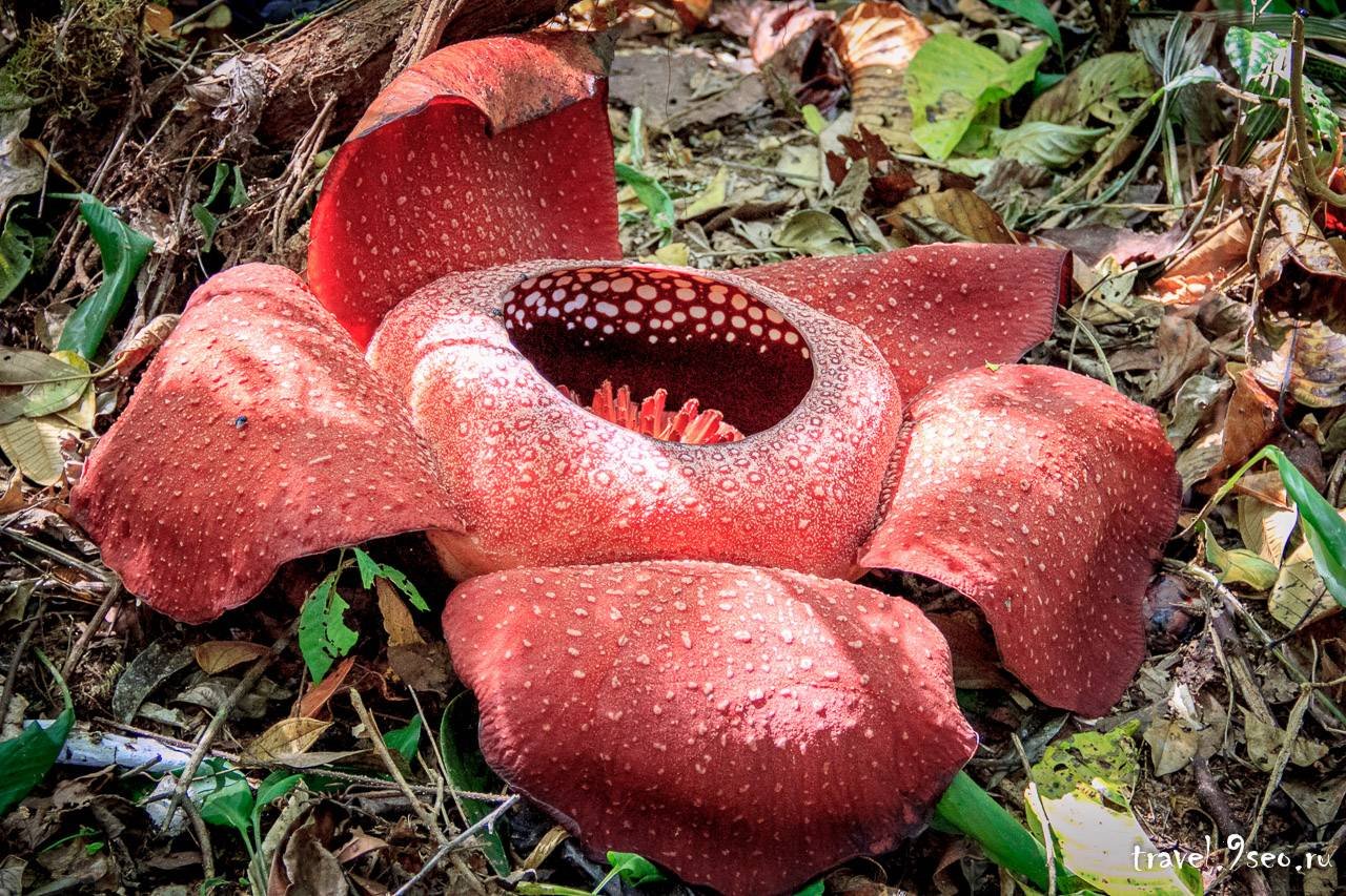 Красный необычный. Раффлезия Титикака. Раффлезия в Танзании. Rafflesia kerrii. Самое редкое растение в мире.