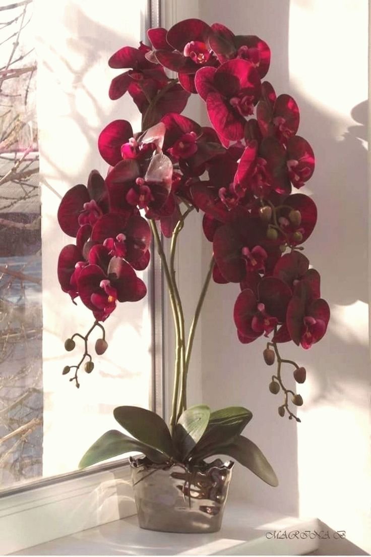 Аллюра орхидеи