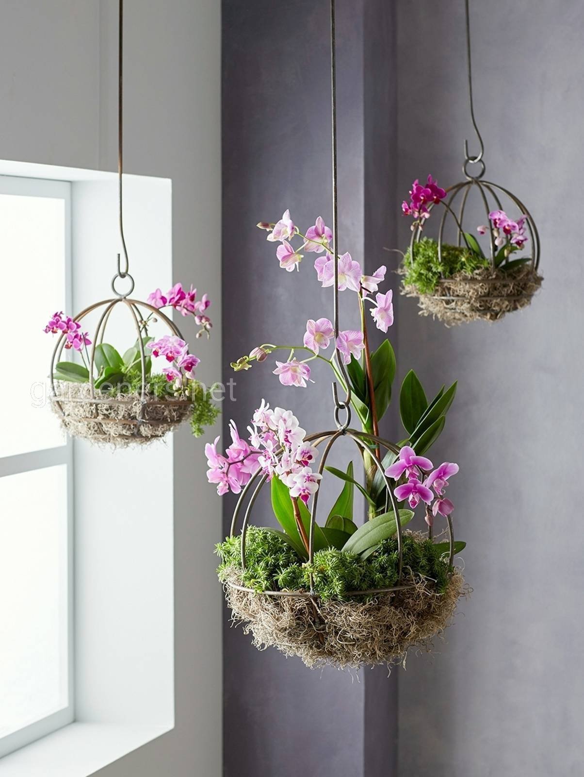 Необычные орхидеи в горшках