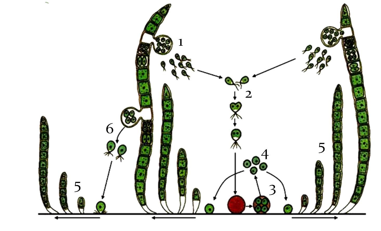 Стадии жизненного цикла зеленых водорослей. Цикл улотрикса ЕГЭ. Жизненный цикл водорослей улотрикс. Жизненный цикл улотрикса схема. Зеленые водоросли улотрикс.