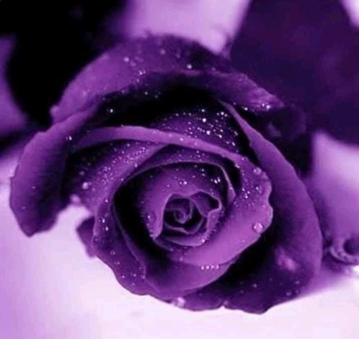 Большие фиолетовые цветы - 79 фото