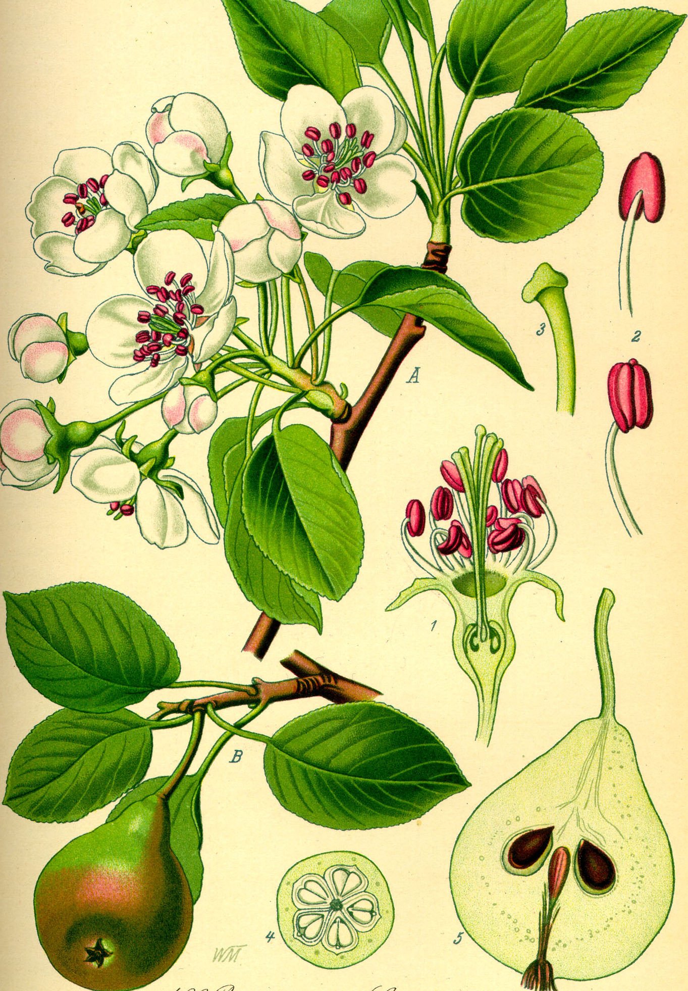 Красивая ботаника. Ботаническая иллюстрация. Ботанические рисунки растений. Старинные Ботанические иллюстрации.