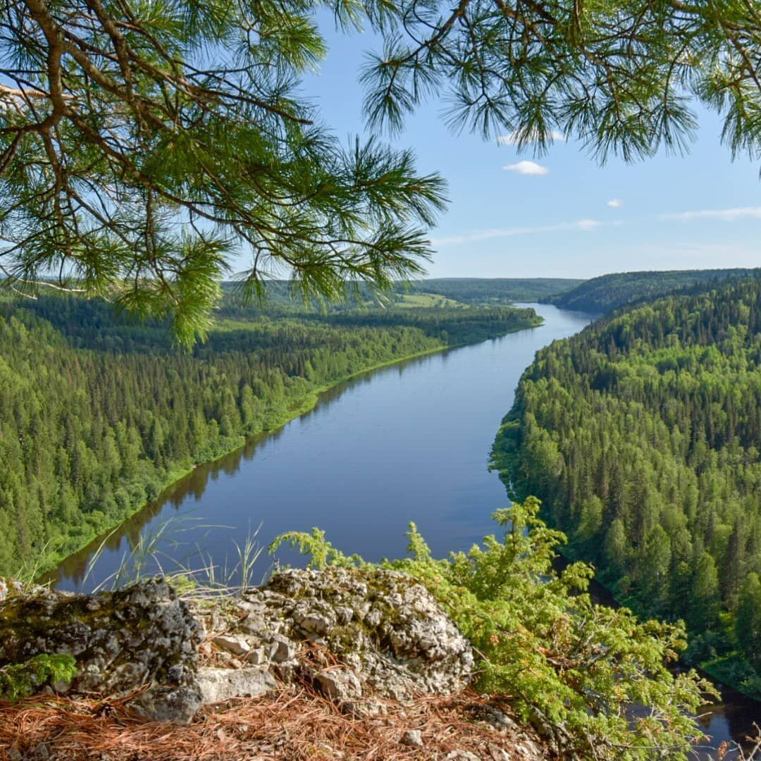 Лес на реке Вишера Пермского края