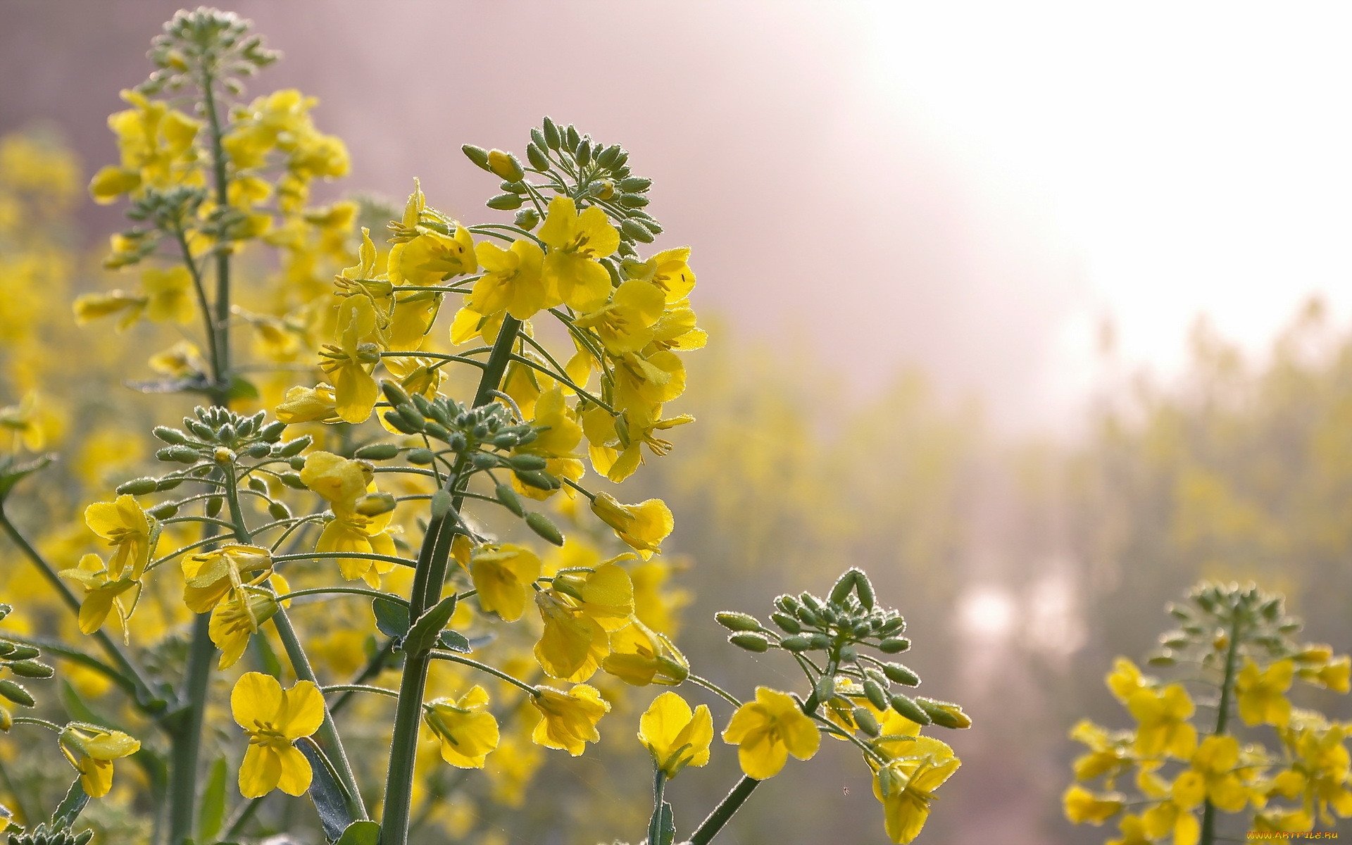 Лекарственные Растения С Желтыми Цветами