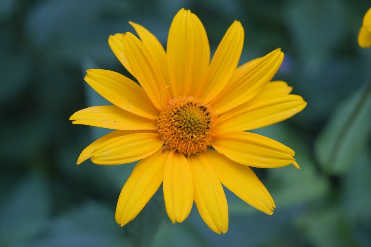 Желтый лекарственный цветок