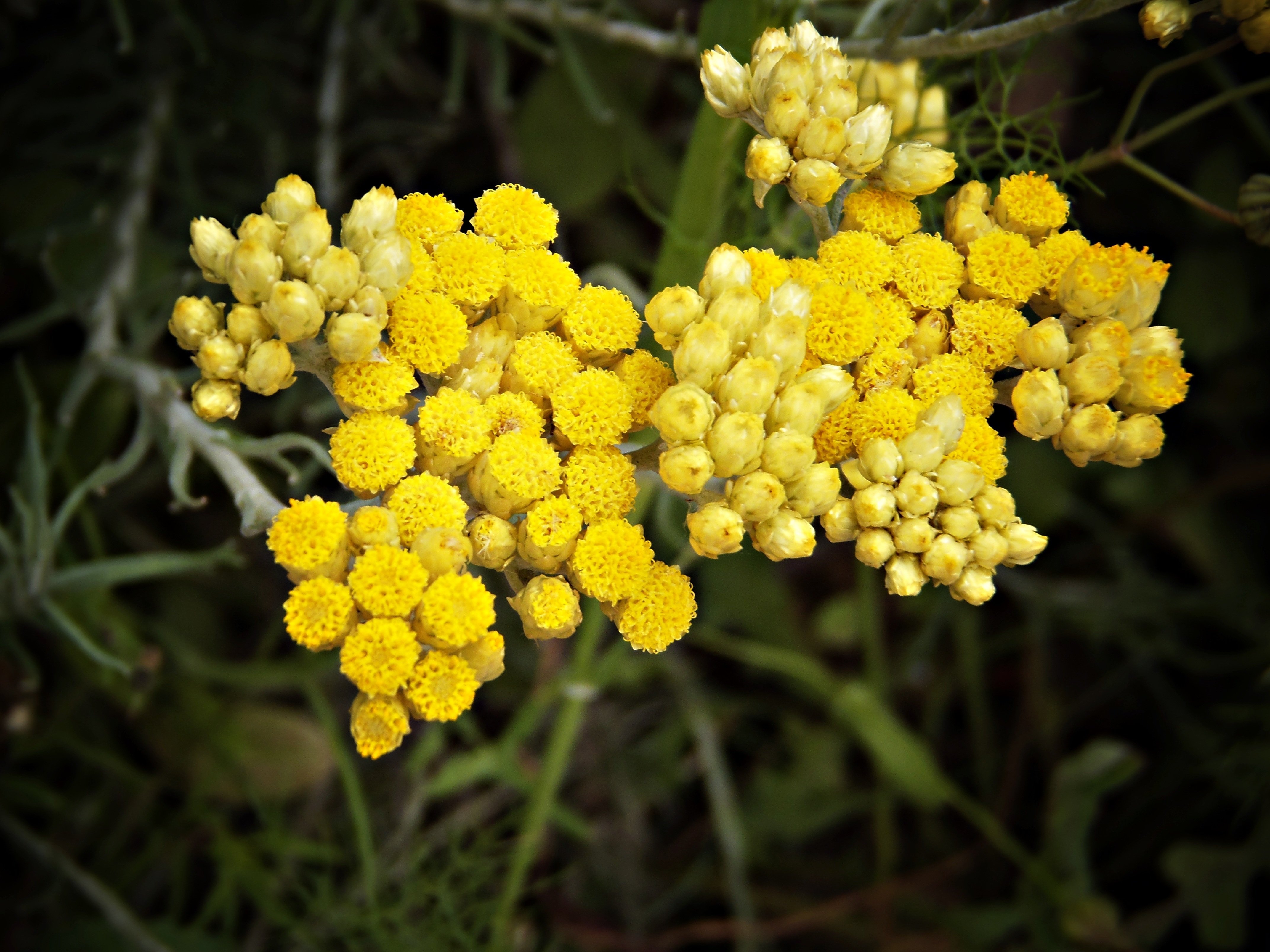 Лекарственные Растения С Желтыми Цветами