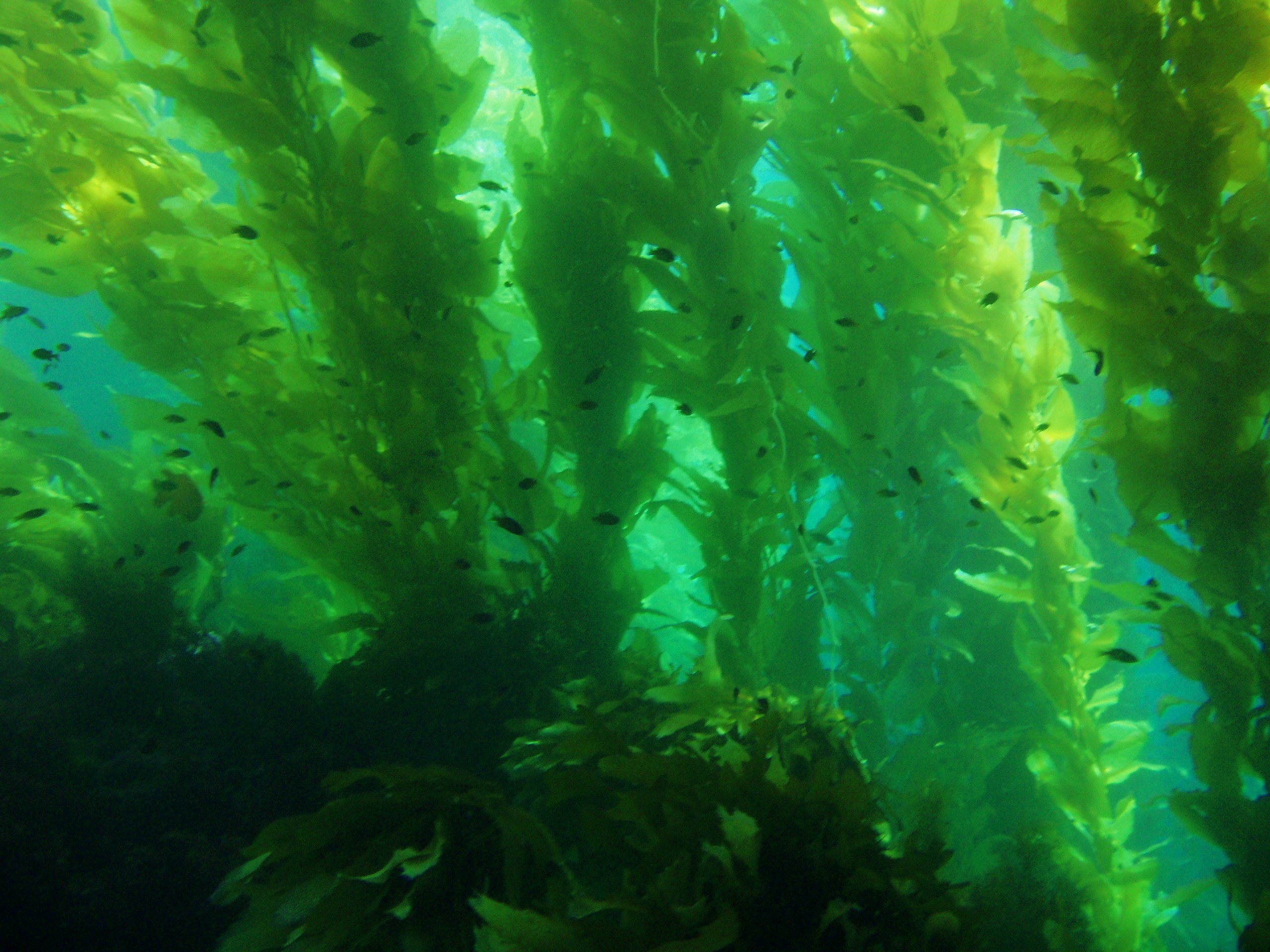 Фото водорослей. Морские водоросли ламинария. Морские водоросли келп. Водоросли морская капуста. Водоросль морская капуста ламинария.