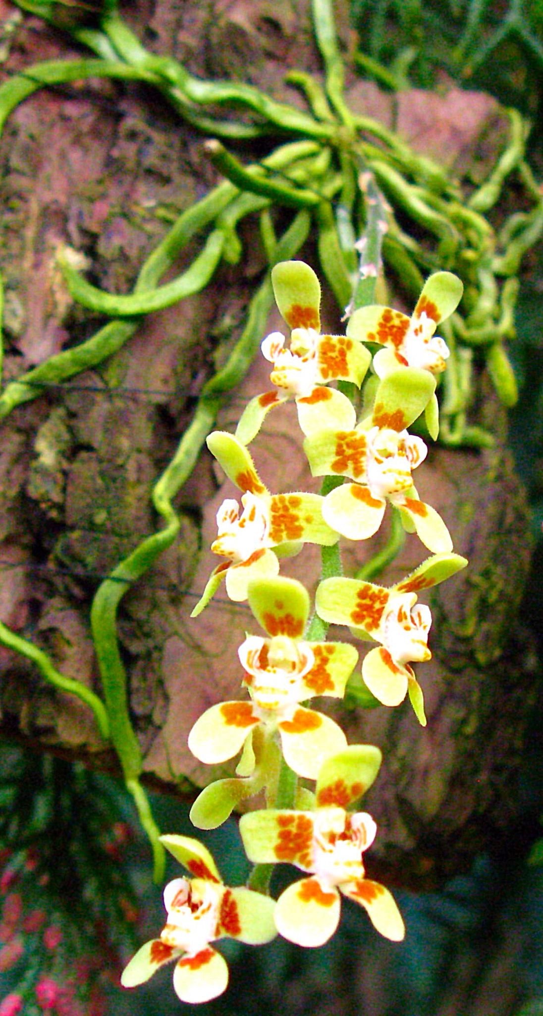 Шилошиста орхидея