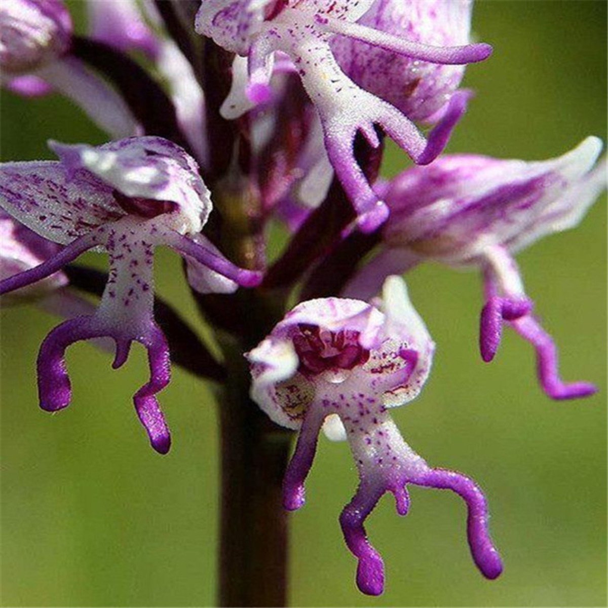 Амазонская орхидея