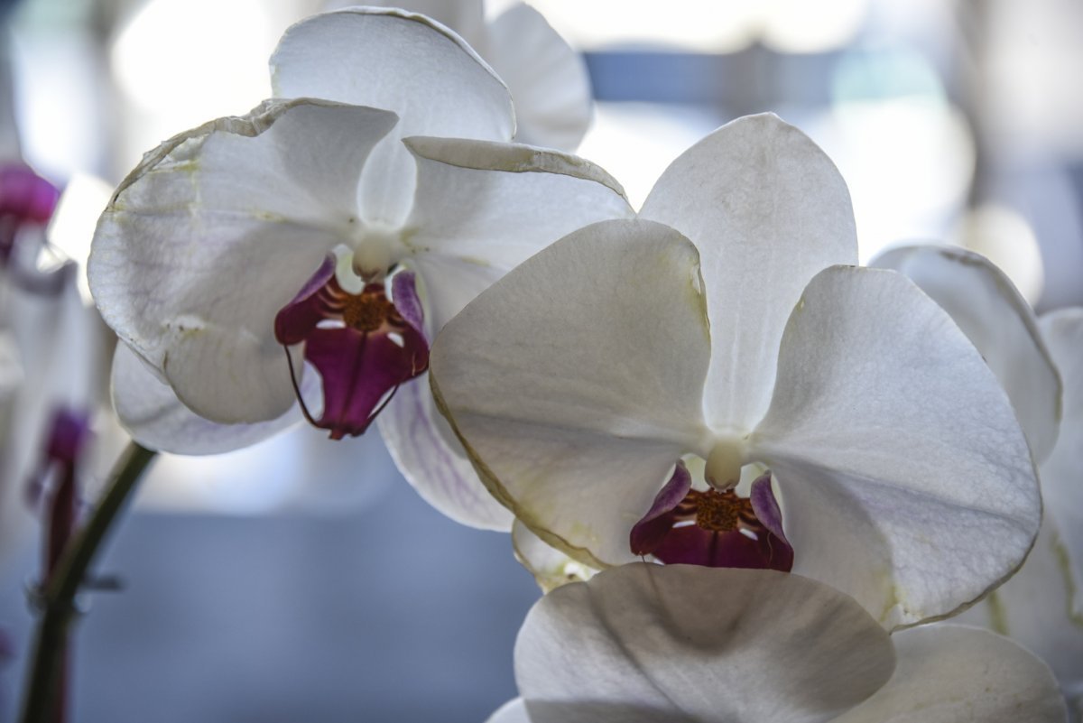 Белая орхидея с красной серединкой