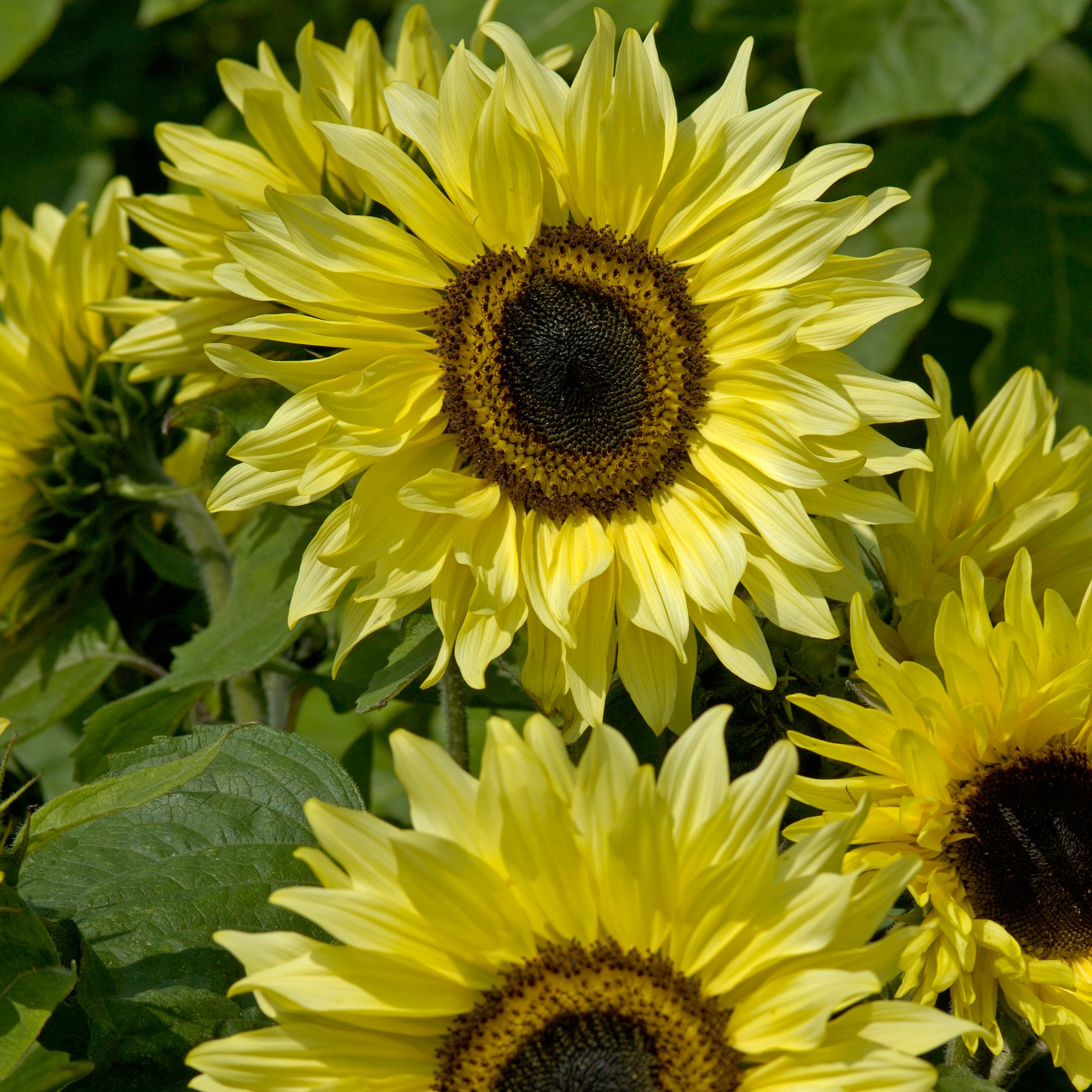 Подсолнух. Гелиантус подсолнечник декоративный. Подсолнечник - Helianthus annuus. Подсолнух Гелиантус семена. Подсолнечник карликовый Санспот.