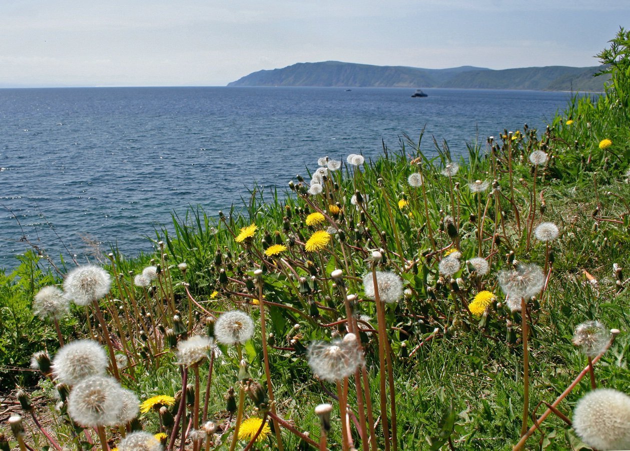 Baikal world. Флора озера Байкал. Растения эндемики озера Байкал. Растительный мир Прибайкалья. Растительность оз Ольхон.