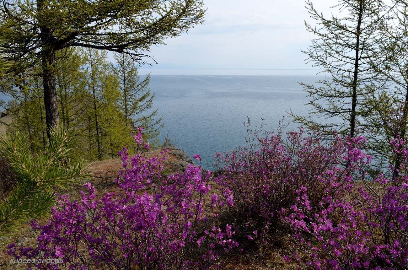 Baikal world. Рододендрон Даурский эндемик Байкала. Флора озера Байкал. Растительный мир озера Байкал. Озеро Байкал растения.