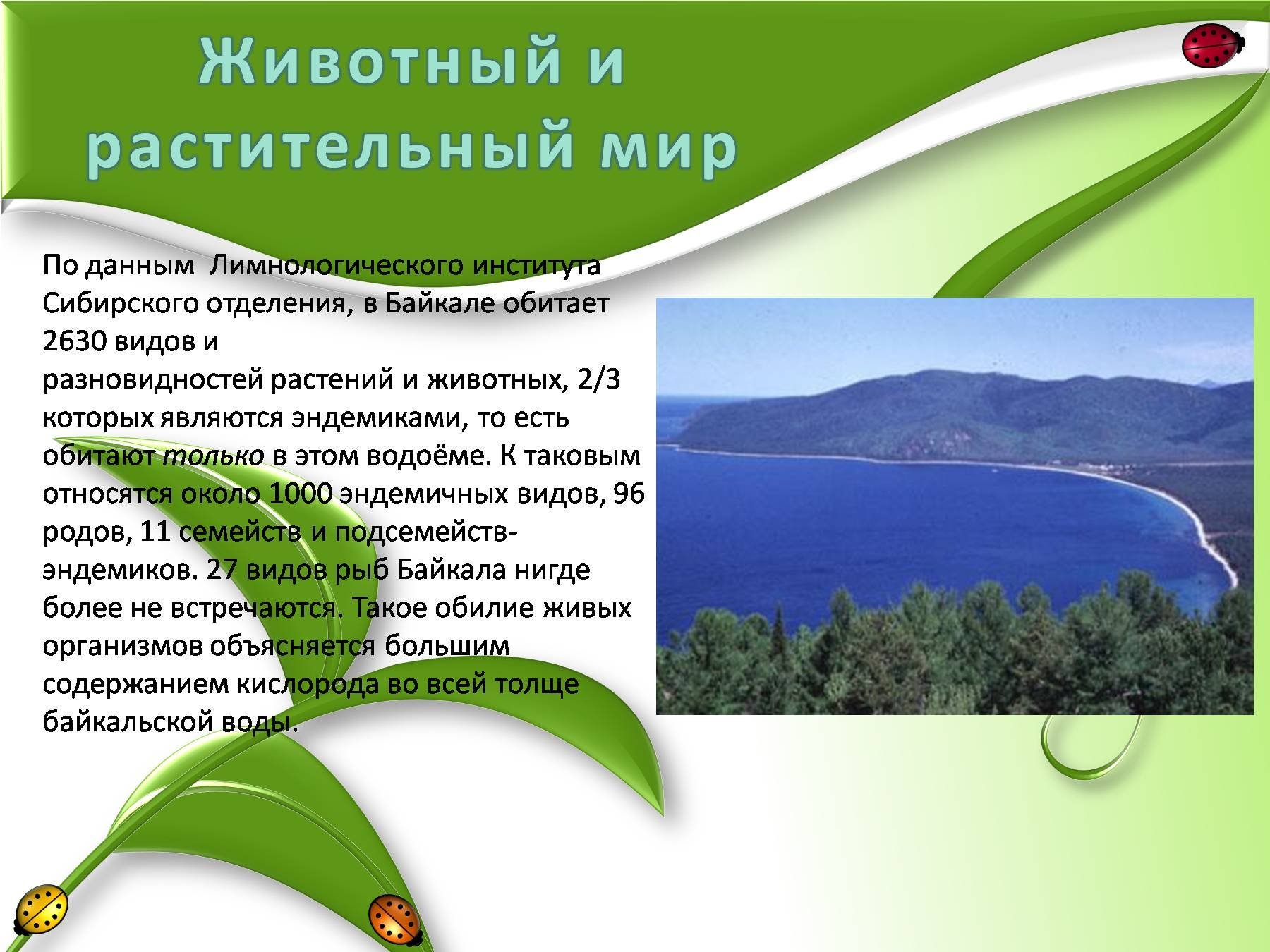 В Байкале обитает 2630 видов и разновидностей растений и животных
