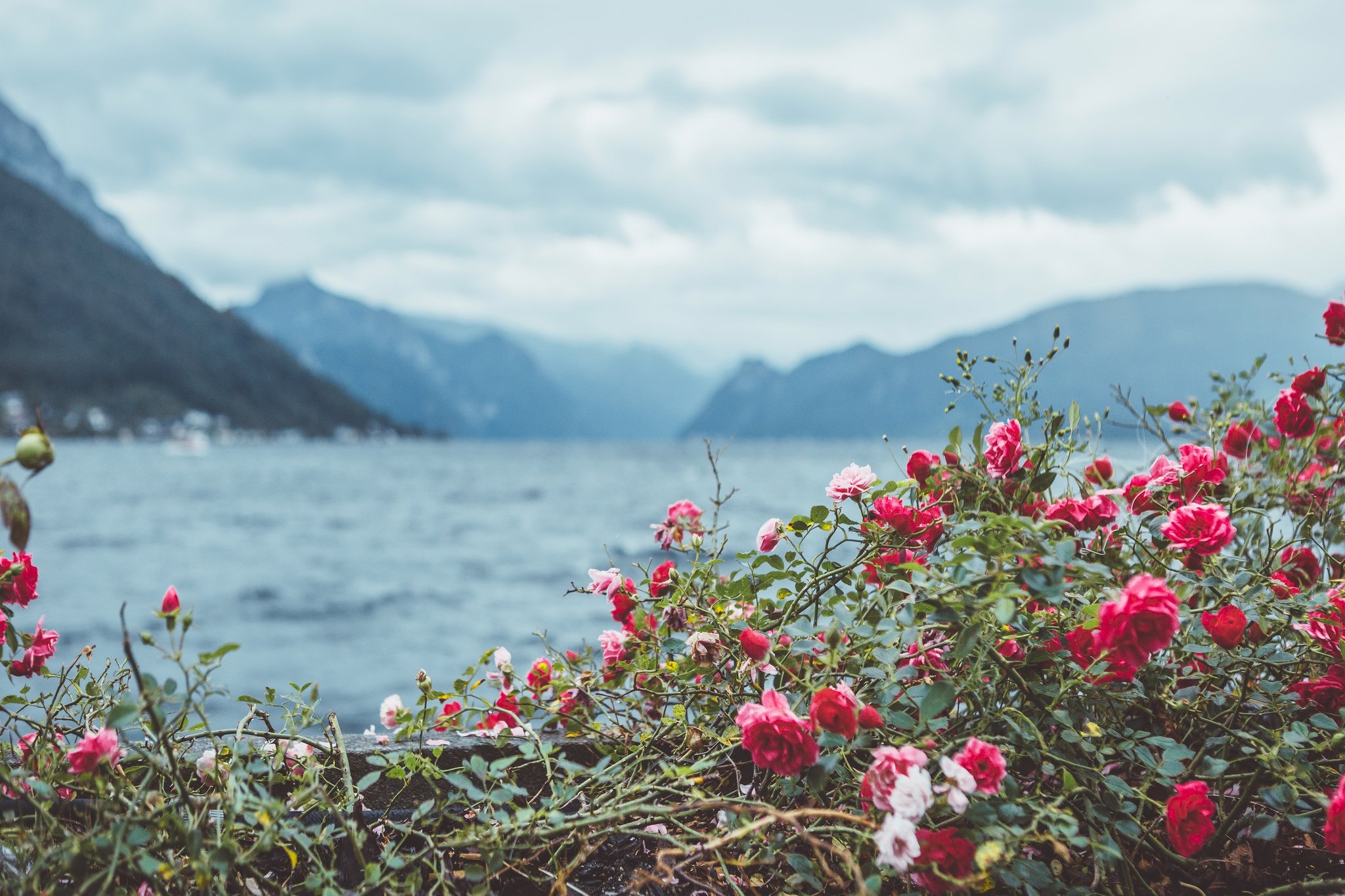 Дикие цветы турция. Рододендрон в горах Монти-Сибиллини. Крымский горный шиповник. Шиповник рододендрон.