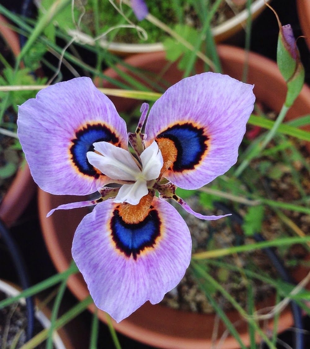 Moraea iridioides Flower Seeds