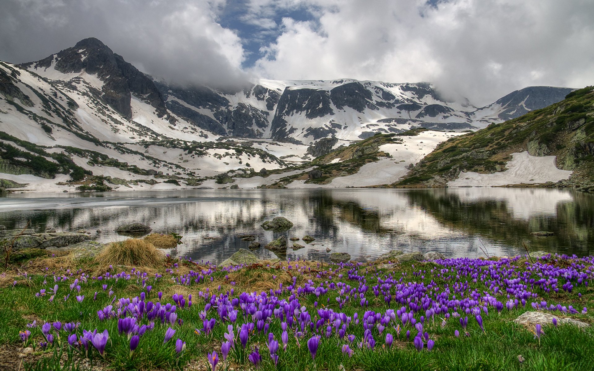 Хорошо весной в горах все радуются тепло. Катунский заповедник Альпийские Луга. Белуха Алтай маральник. Горный Алтай весной маральник. Цветение маральника на Алтае.