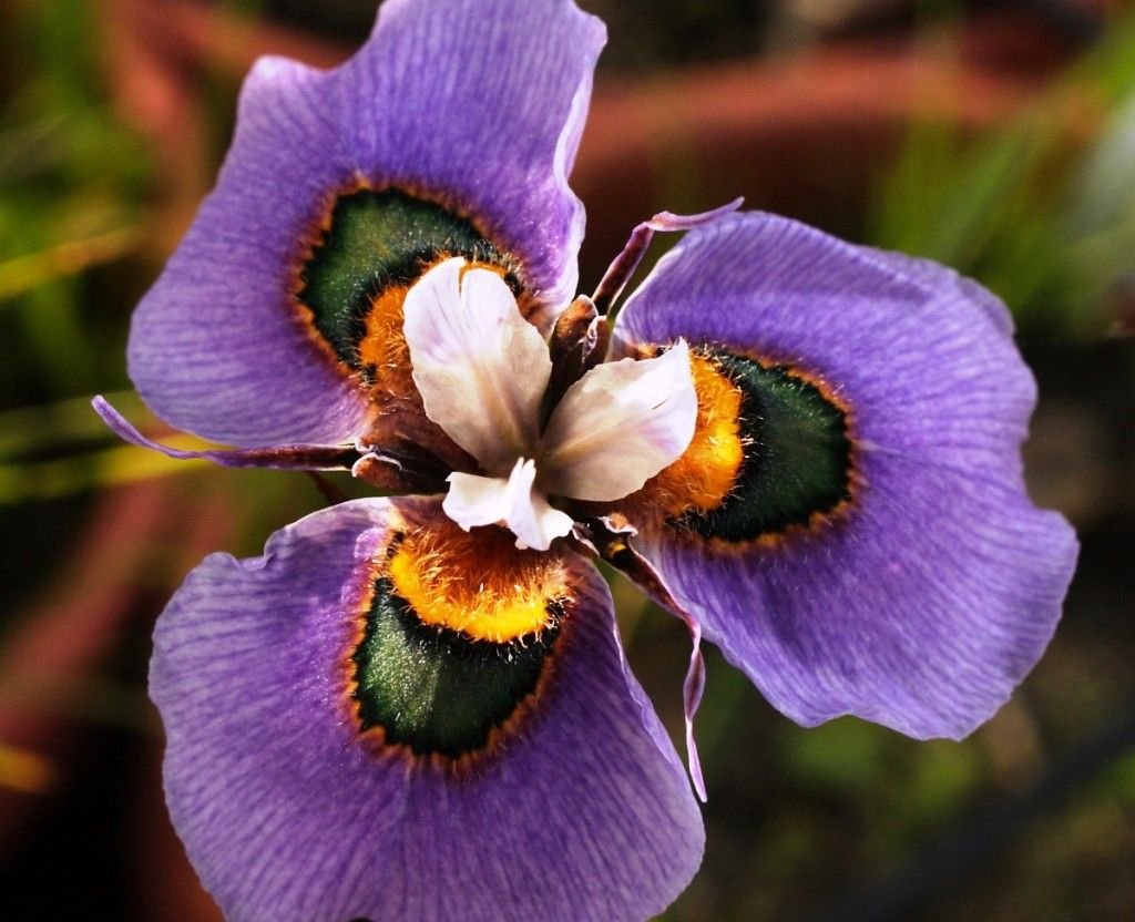 Moraea iridioides Flower Seeds