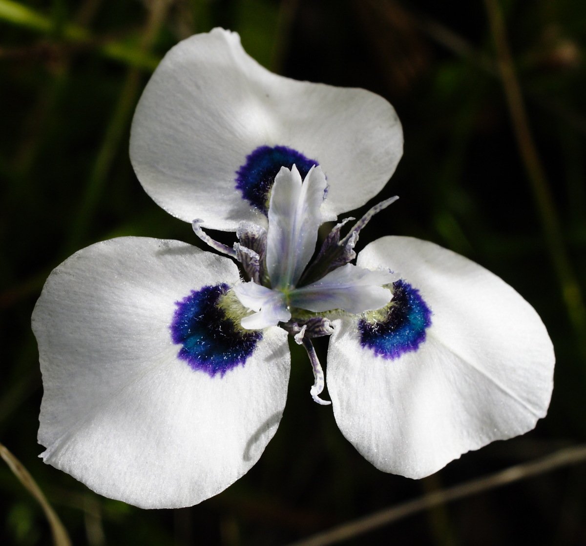 Морея. Moraea aristata. Ирис Морея. Ирисовые — Moraea. Moraea gracilis.