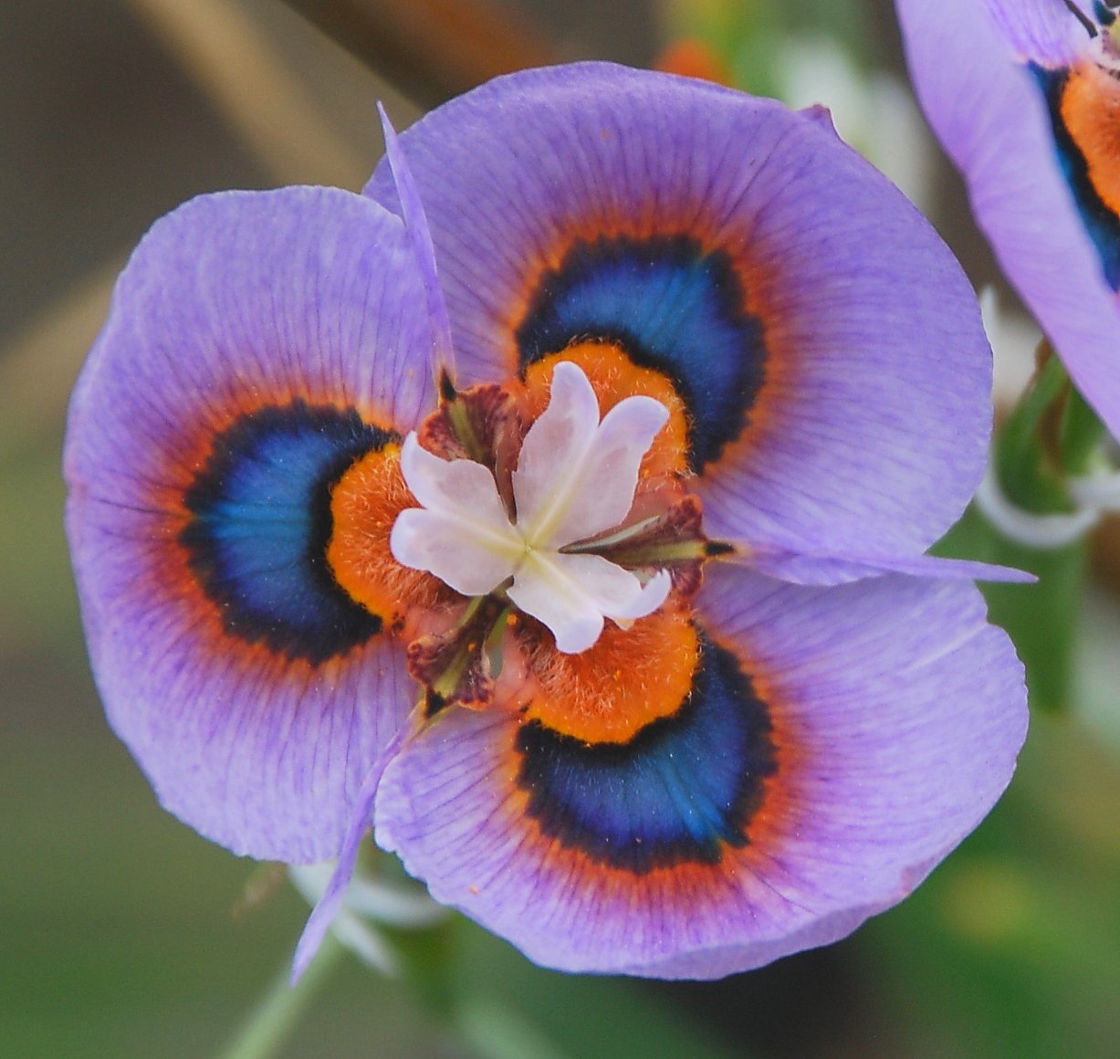 Moraea iridioides Flower Seeds