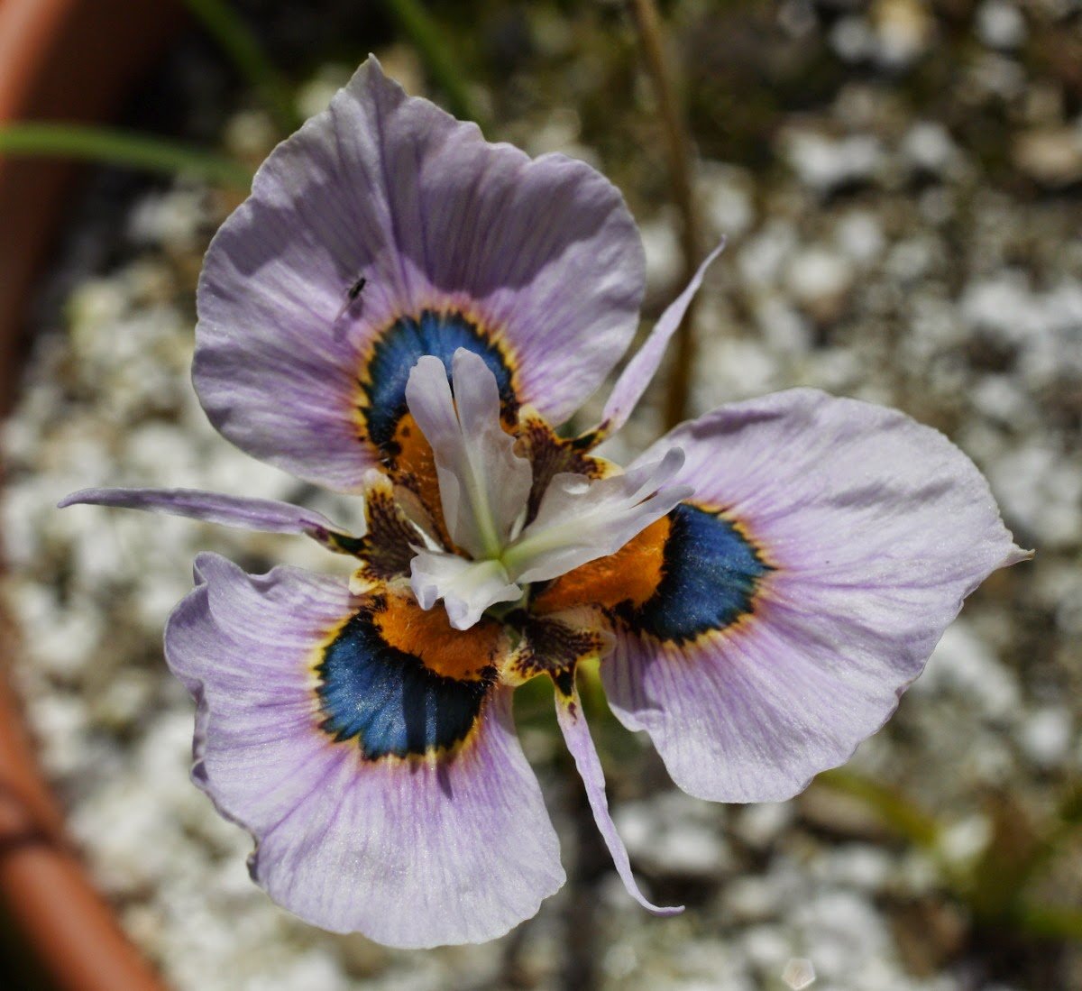 Moraea iridioides Flower Seeds