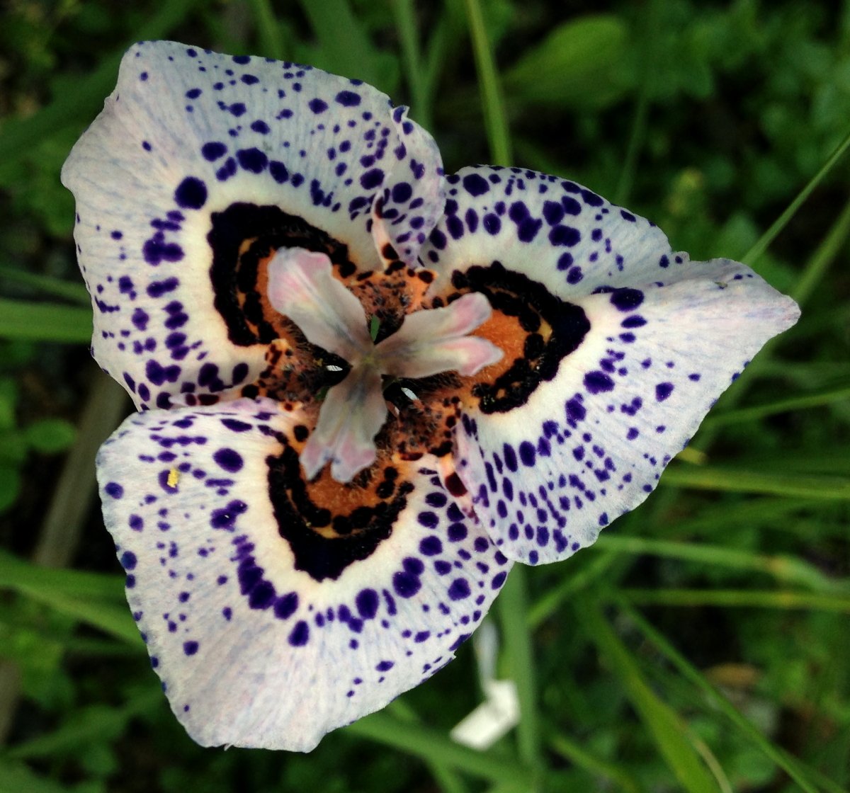 Moraea iridioides Flower Seeds