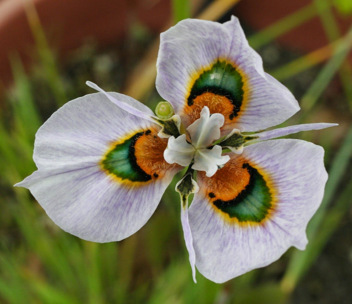 Moraea iridioides Flower Seeds