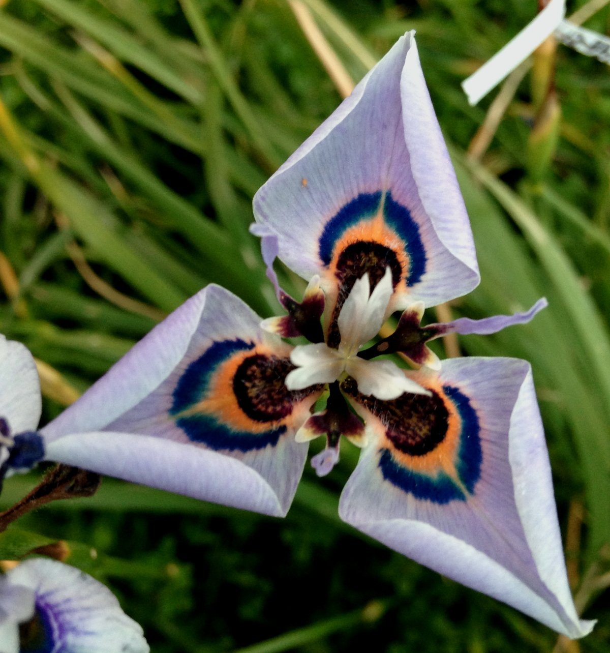 Морея. Ирис Морея. Морея растение. Moraea gracilis. Морея херемоана.