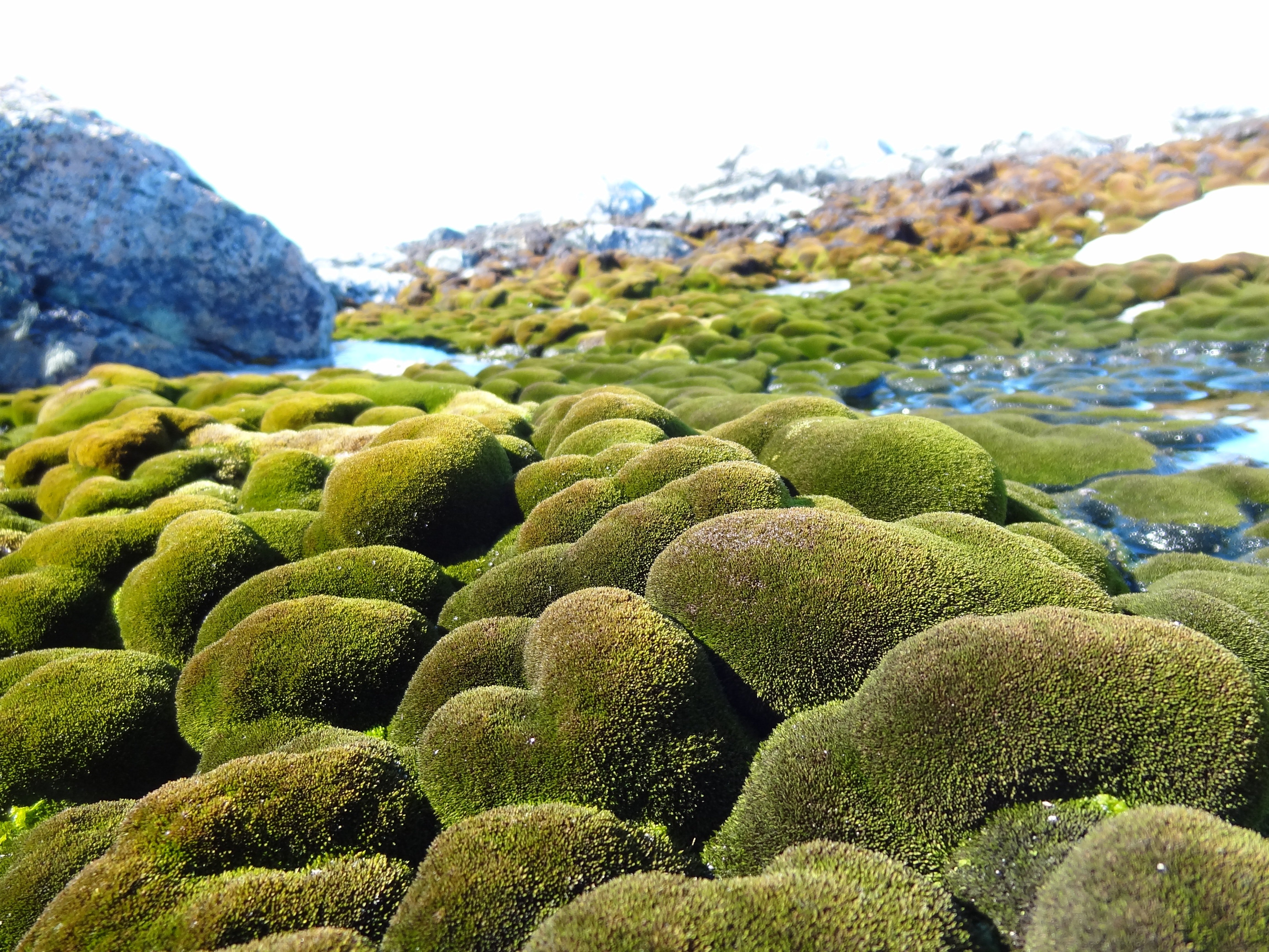 Самые большие водоросли. Антарктида мох ягель. Колобантус Кито в Антарктиде. Мхи лишайники водоросли в Антарктиде. Мхи и лишайники Антарктиды.