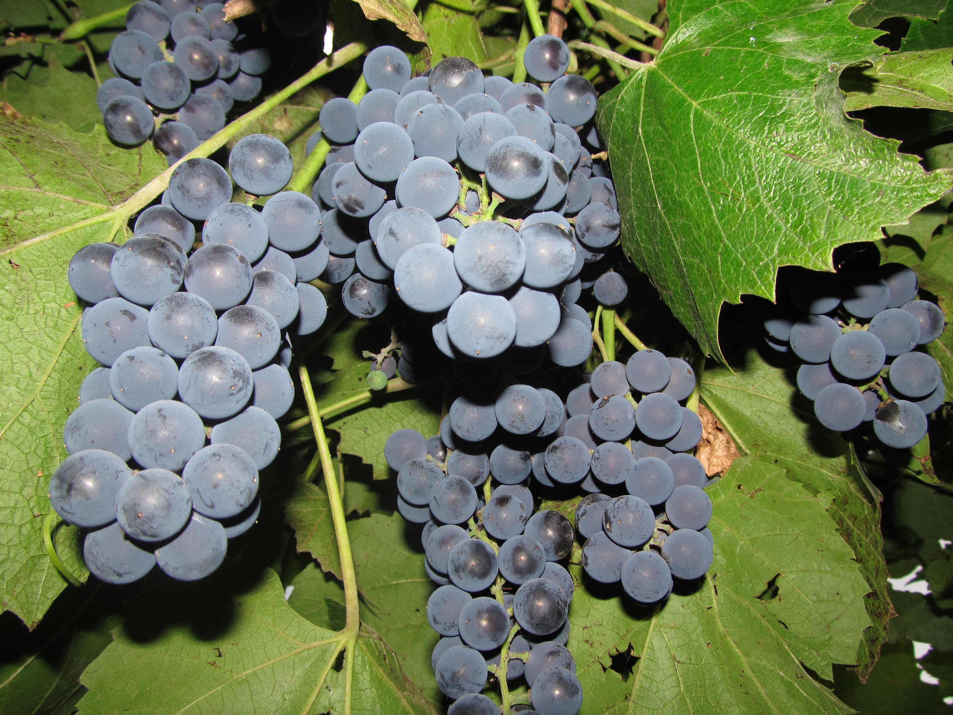 Саженцы винограда молдова - 78 фото