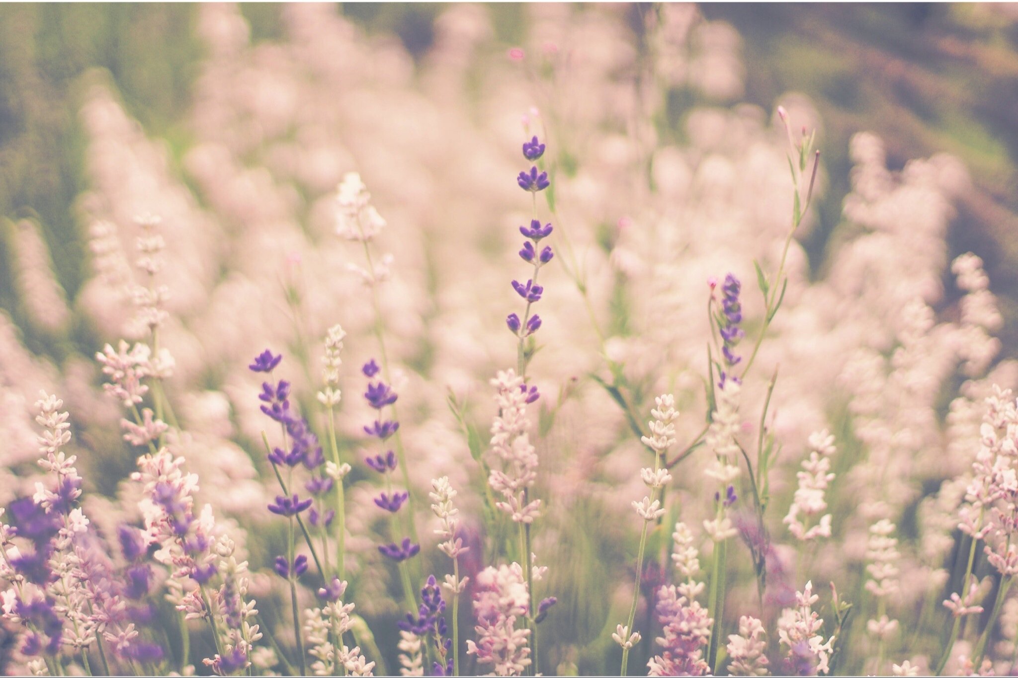 Какие бывают нежные. Цветы в пастельных тонах. Природа в пастельных тонах. Фиолетовые полевые цветы. Светлые полевые цветы.