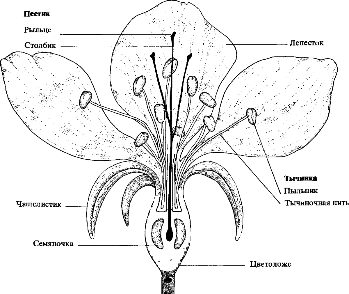 Какой механизм обеспечивает движение лепестков цветка. Чашелистики пестик тычинки венчик. Схема строения цветка покрытосеменных. Строение растения тычинка пестик. Строение цветка биология пестик.