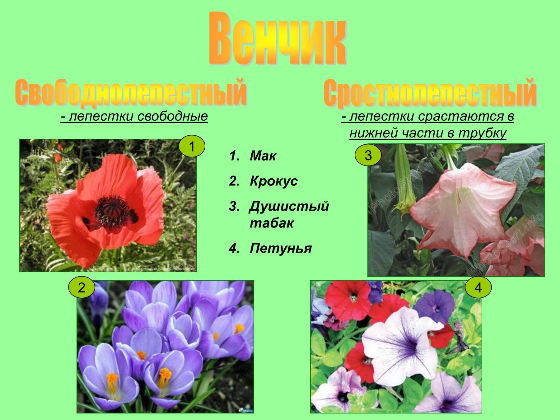 Венчик из 5 лепестков. Свободнолепестнвй венчик. Свободно лепестный венчик. Сростнолепестный венчик. Сростнолепестный венчик цветка.