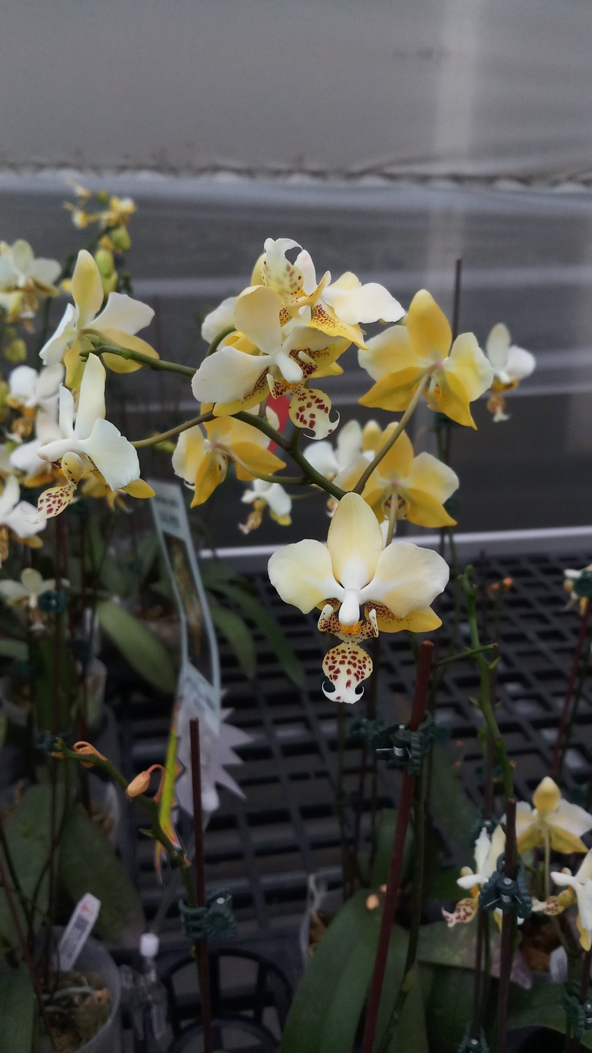 Стюартина орхидея