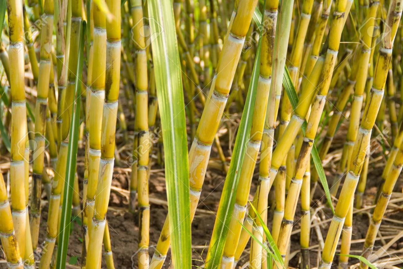 Сахарный тростник содержит 9. Сахарный тростник культивируемый. Сахарный тростник в Андах. Сахарный тростник в Латинской Америке. Кирхгоф сахарный тростник.