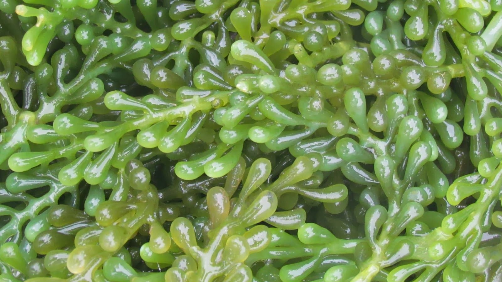 Натуральные водоросли. Зеленые водоросли Chlorophyta. Caulerpa lentillifera. Каулерпа водоросль. Десмококкус водоросль.