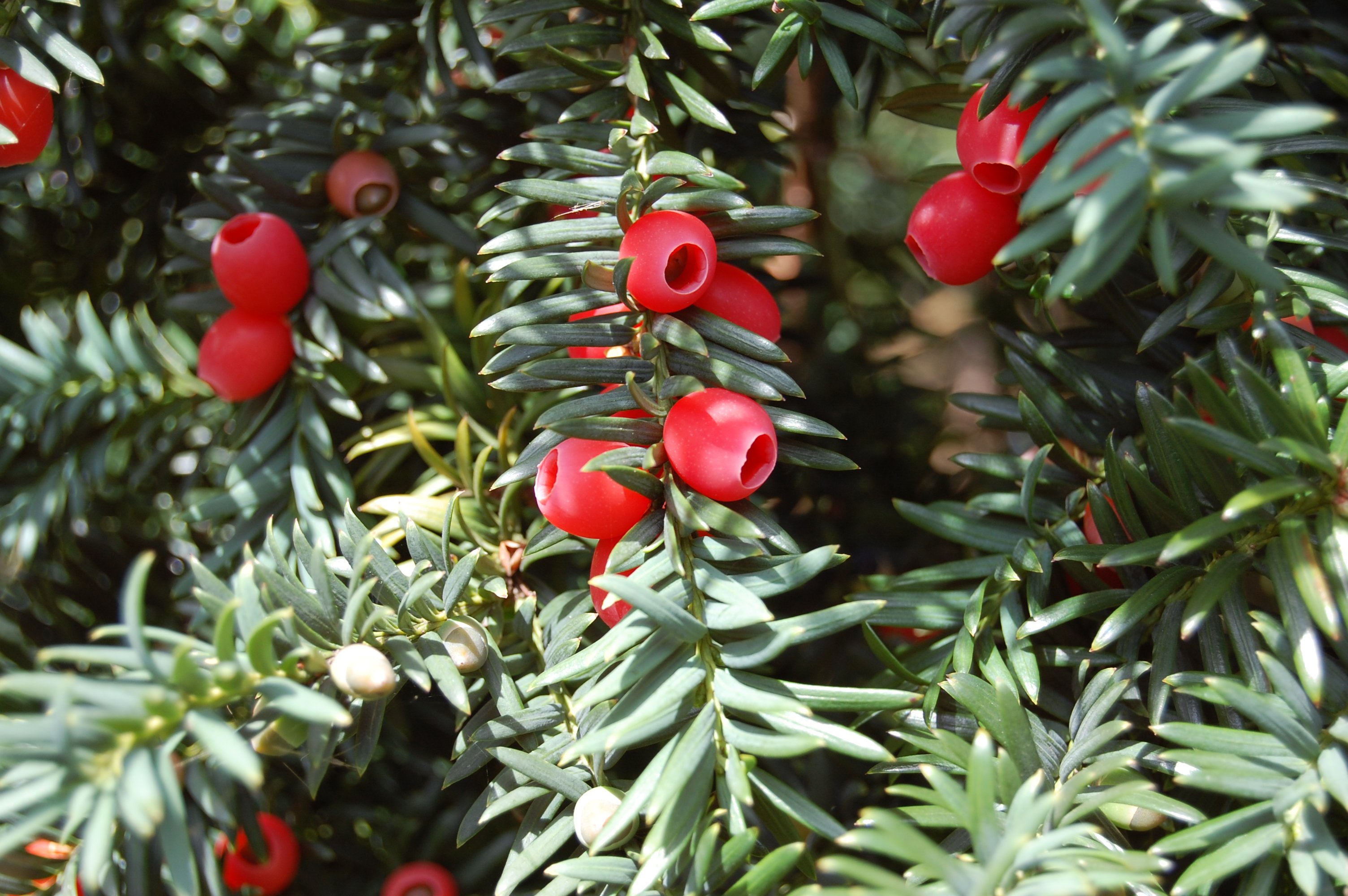 Тис это. Тис ягодный Taxus baccata. Тисс ягодный (Taxus baccata. Тис ягодный (Taxus baccata David p9). Тис ягодный Элегантиссима.