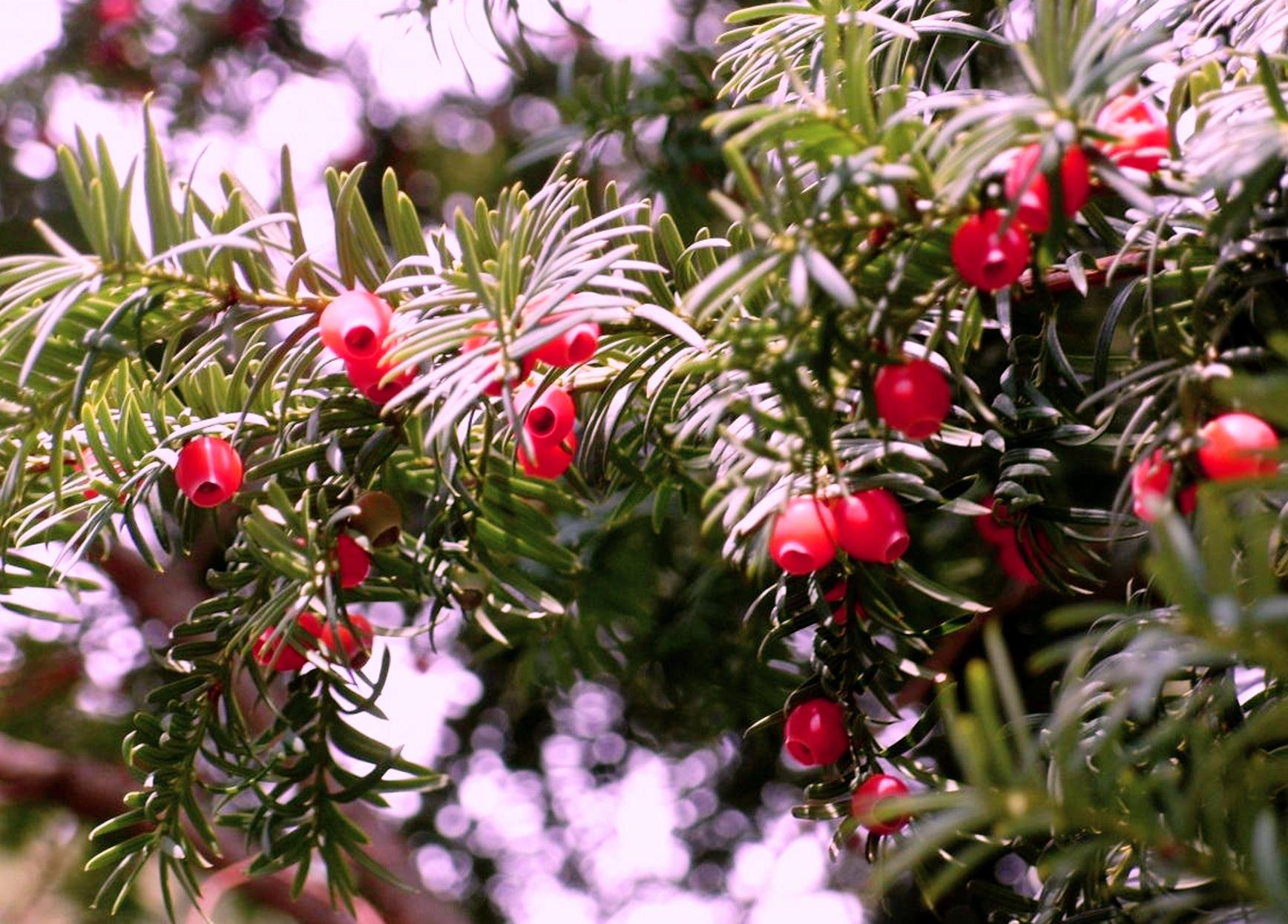 Тис дерево. Тисс ягодный - Taxus baccata l. Тис ягодный Taxus baccata. Тис ягодный (Taxus baccata elegantissima). Тис хвойный кустарник.