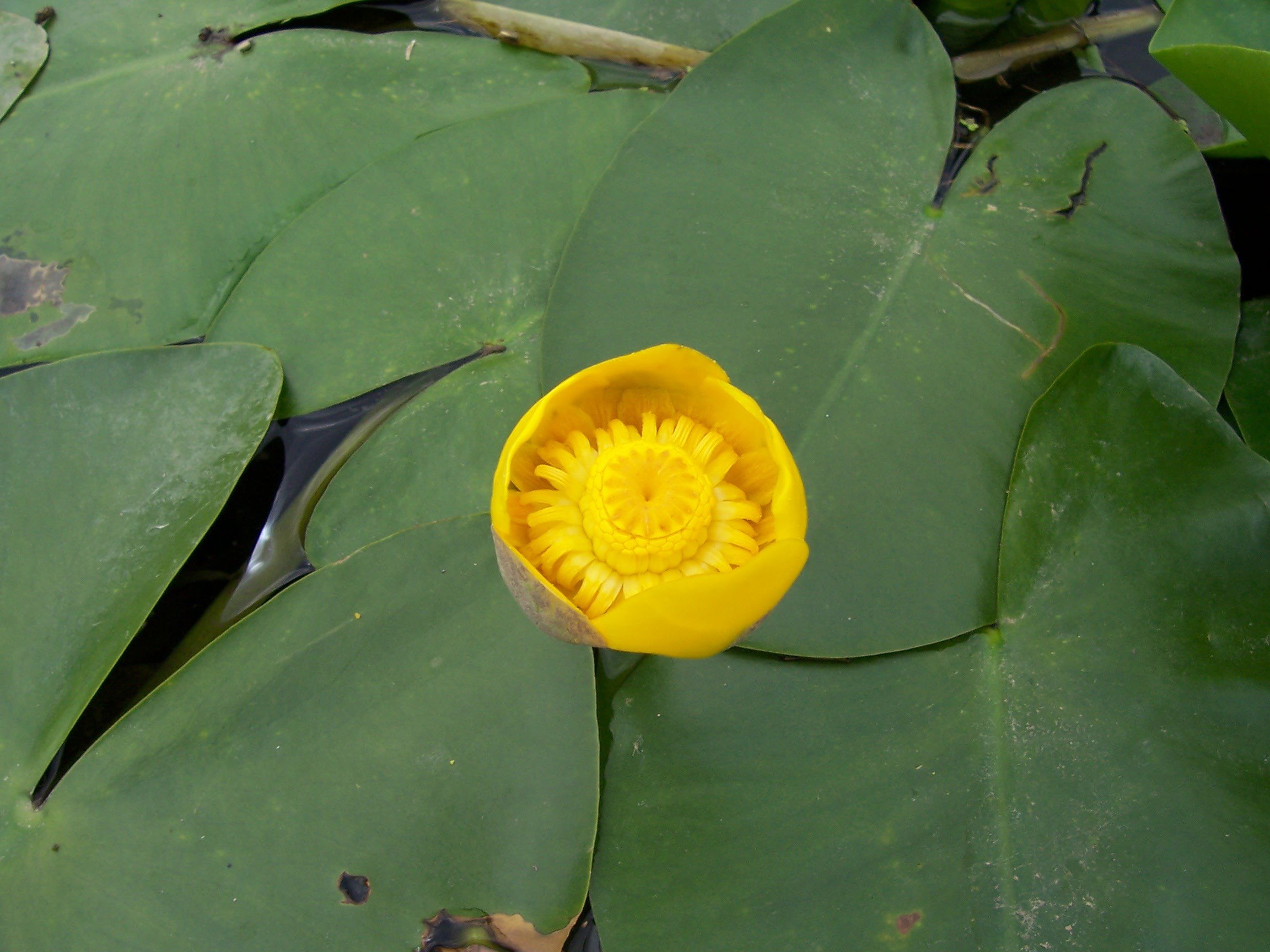 Желтая кувшинка на воде. Кубышка желтая (Nuphar lutea). Кувшинка кубышка. Кубышка желтая водяная Лилия. Кубышка жёлтая - Nuphar luteum,.